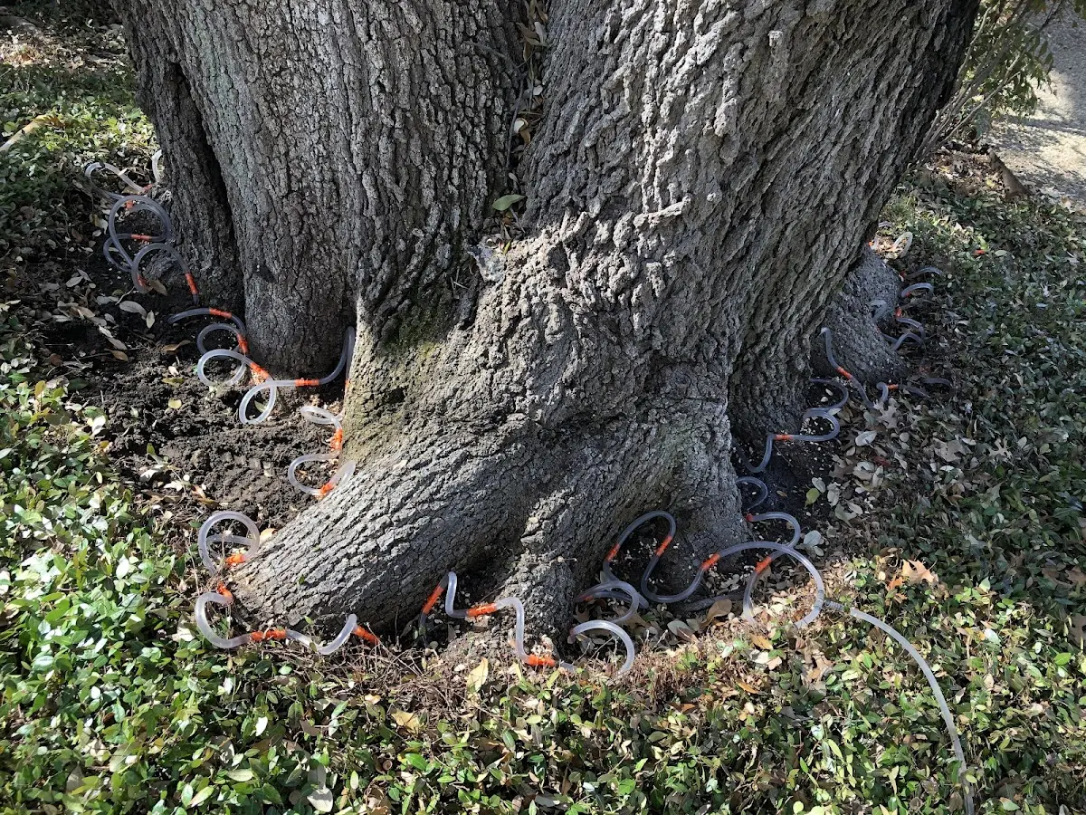 Detailed Tree Cabling and Bracing job site in Knox