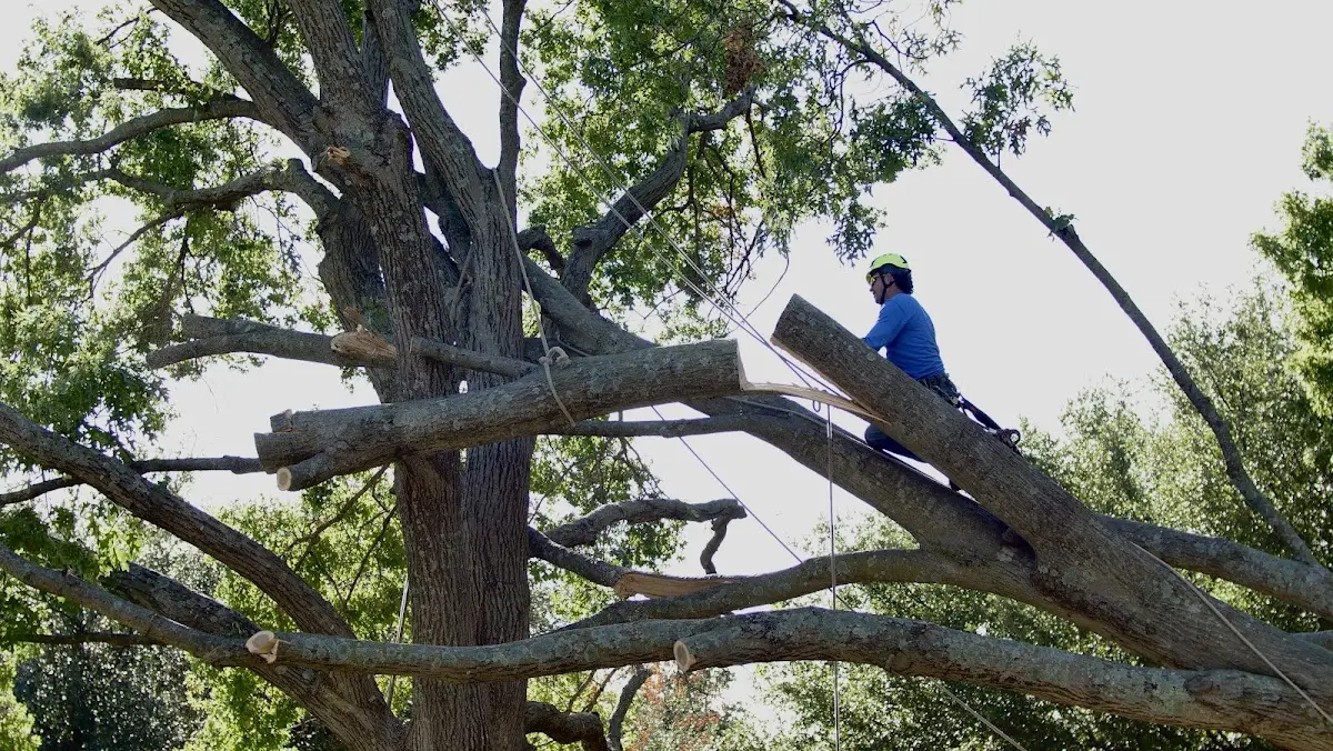 Professional Crown Thinning performed by certified arborists in Knox