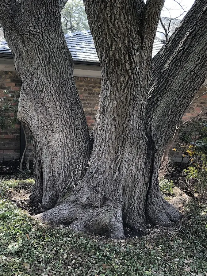 Mature heritage tree close to a Knox property cared for by certified arborists